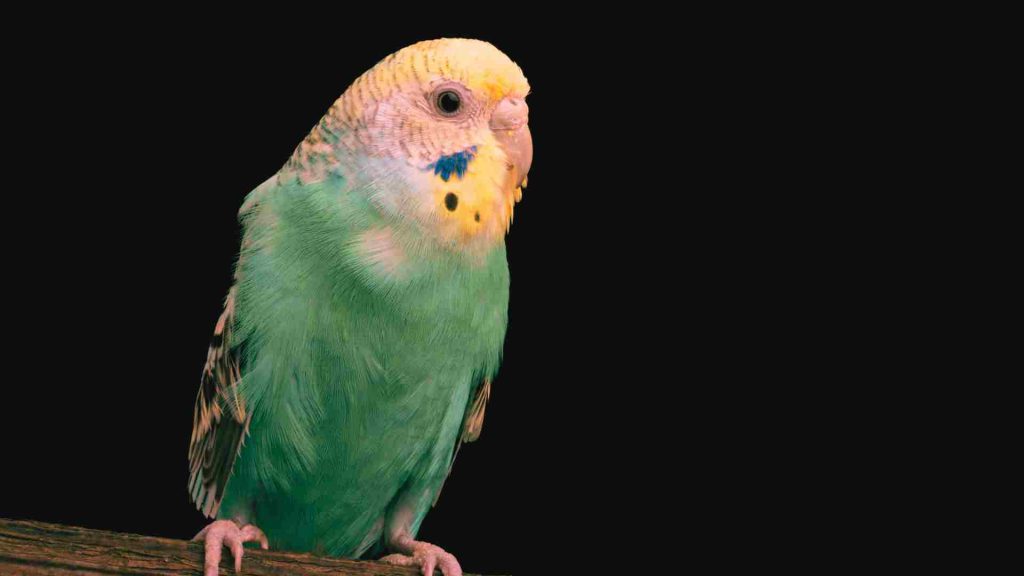 yeşil ve sarı renkli muhabbet kuşu