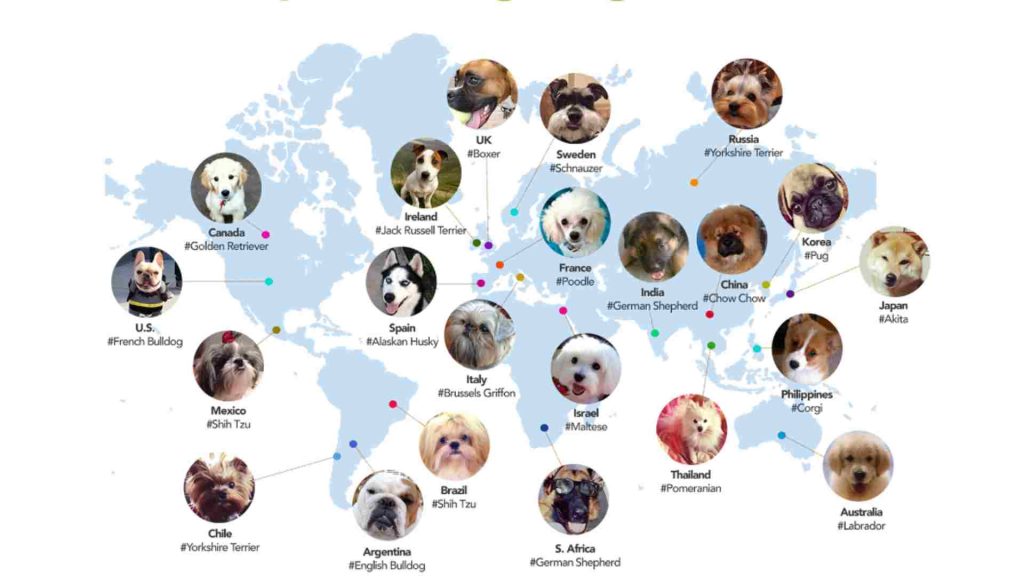 dünya genelinde popüler köpek ırklarını gösteren infografik
