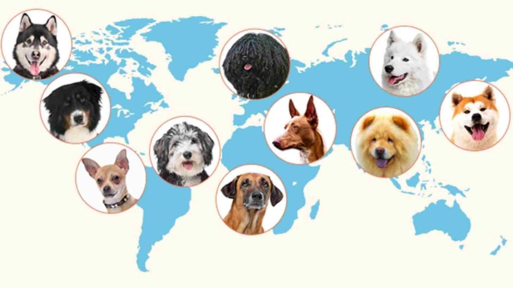 dünyanın farklı bölgelerinden bilinen köpek türleri