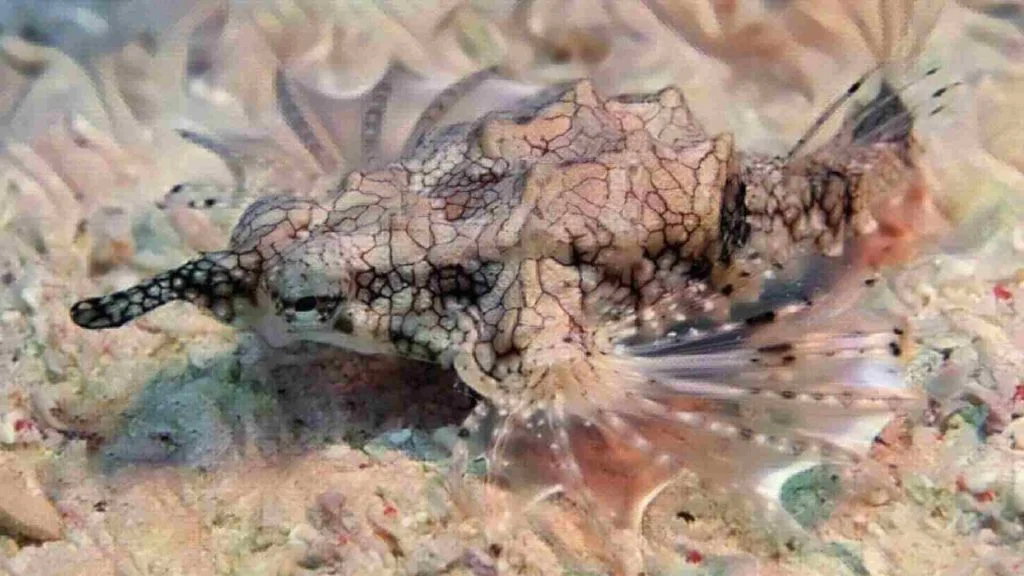 Ejderha Balığı hayvan ismi