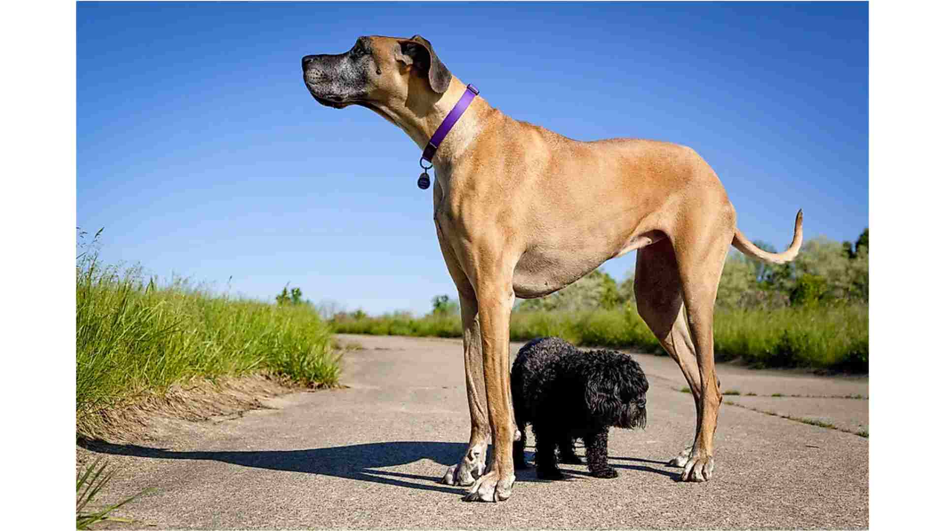 biri çok büyük biri de çok küçük olan iki köpeğin aynı karede fotoğrafı