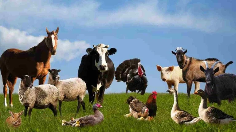 Evcil Hayvan Özellikleri 17 Evcil Hayvan Özellikleri