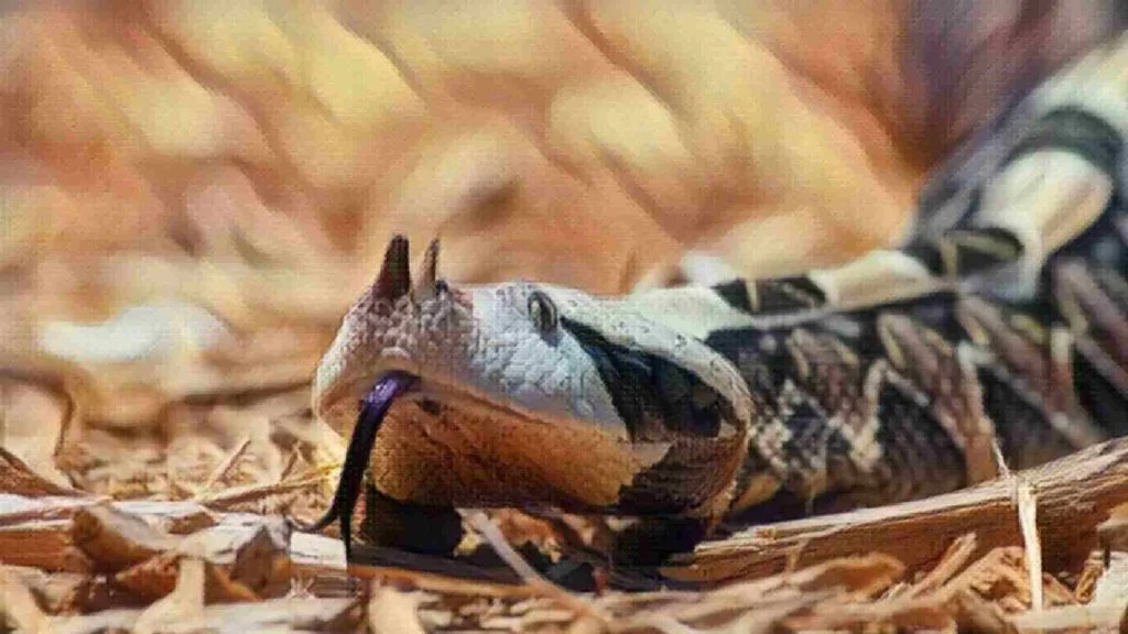 Gabon engereği hayvan ismi