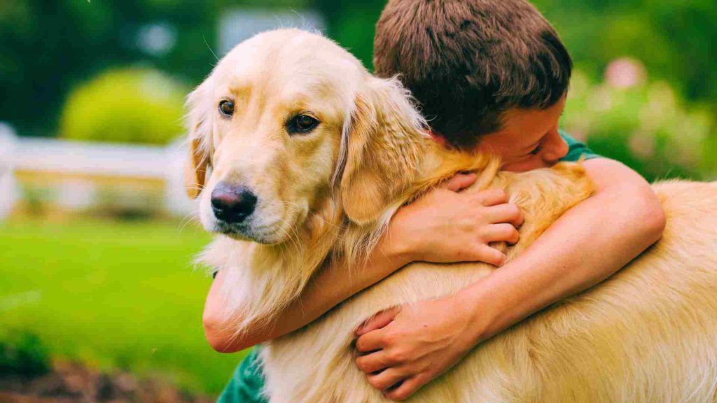 golden retriever cinsi köpeğe sarılan bir çocuk