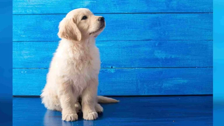 Golden Retriever Özellikleri ve Bakımı