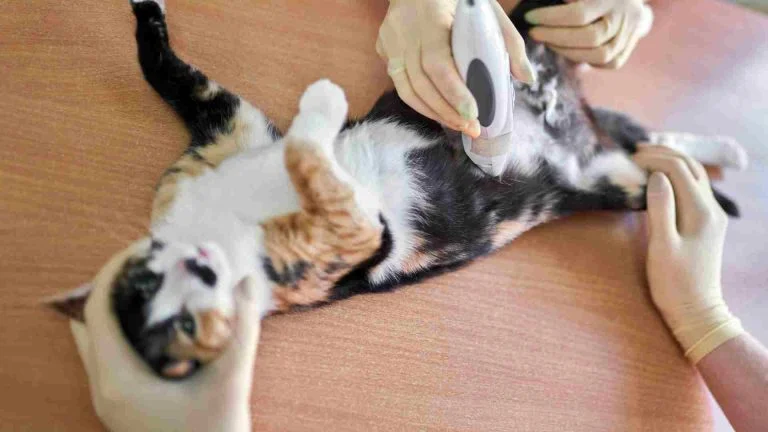 Dişi ve Erkek Kedi Kısırlaştırma ve Fiyatları 11 Dişi ve Erkek Kedi Kısırlaştırma ve Fiyatları