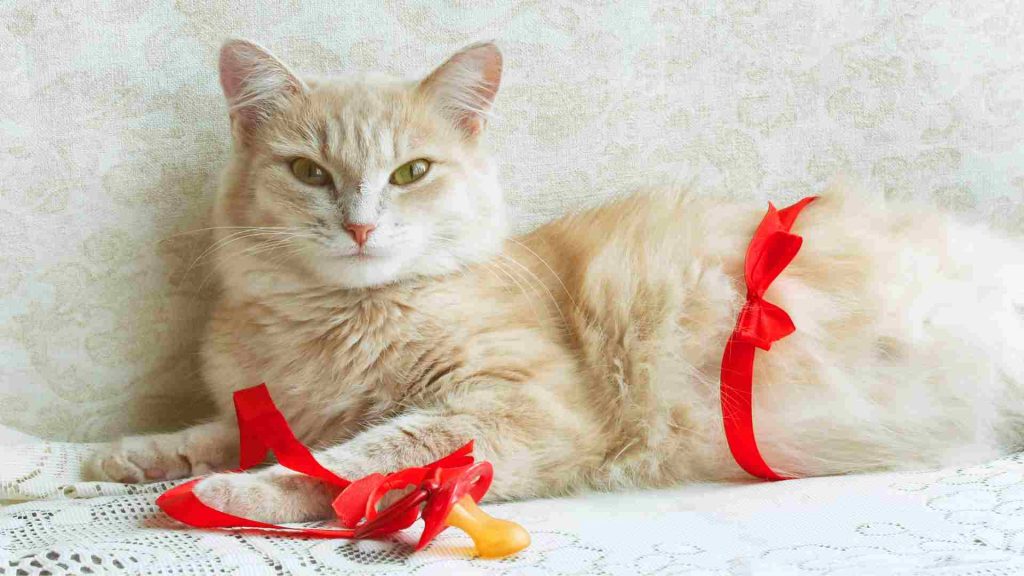kediler kaç ayda doğurur - kırmızı kuşakla sarılmış hamile bir kedi