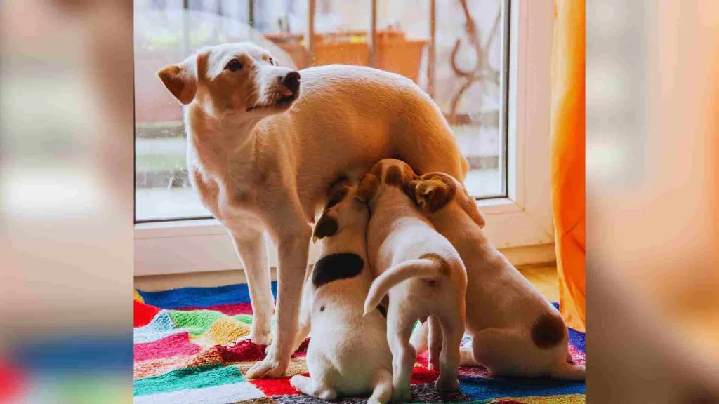 Köpekler Kaç Ayda Doğurur? - Vetes Veteriner