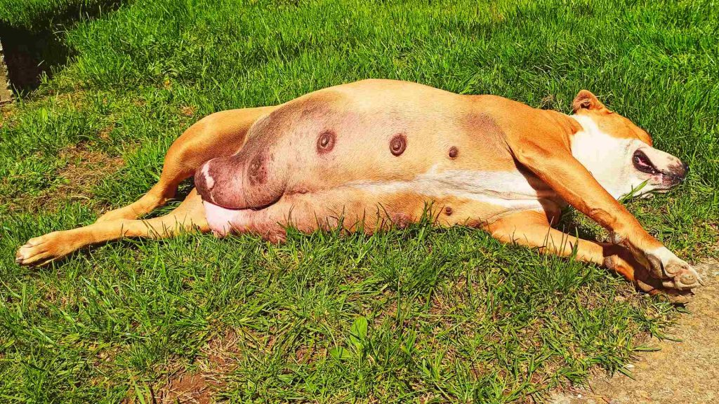 Hamile köpek çimlerin üzerinde yatıyor