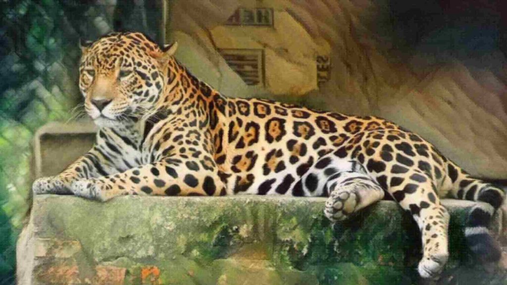 Jaguar hayvan ismi