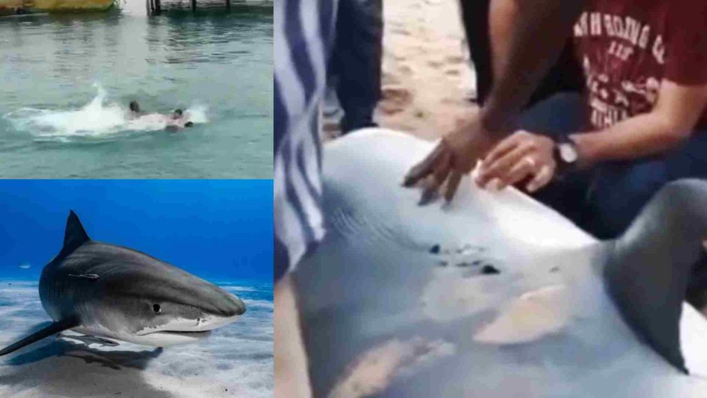 öldürülen kaplan köpek balığı