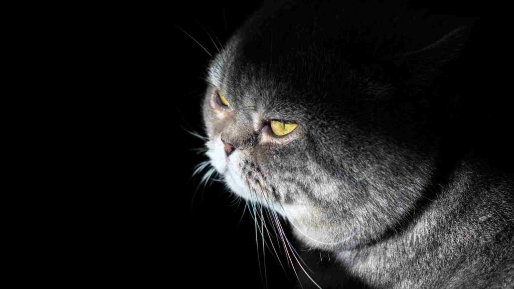 Karanlıkta hedefine odaklanmış bir kedinin bakışları