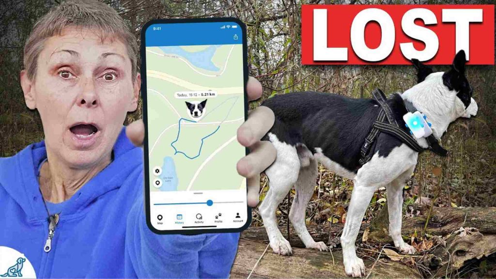 kayıp köpekleri bulma cihazı