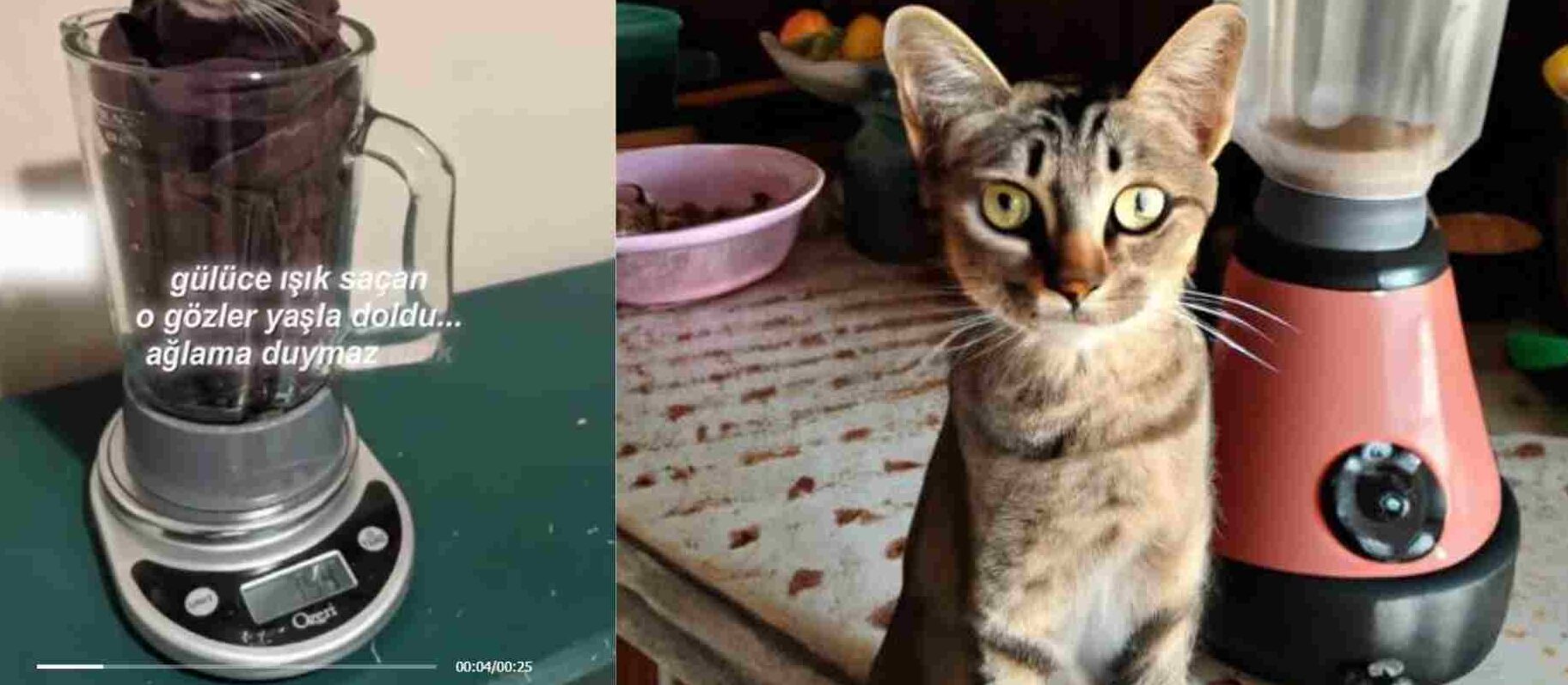 Kedi Blender Olayı ve Hayvana Şiddet 1 Kedi Blender Olayı