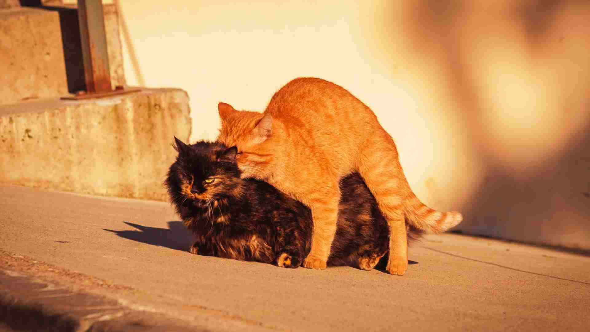 Kedi Çiftleştirme Süreci - sarman ve british kediler çiftleşme sürecinde.