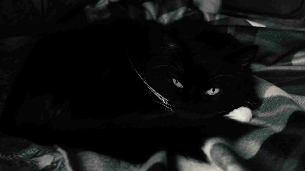 siyah beyaz görselde bir yatakta gözleri yarı açık dinlenen bir siyah kedi