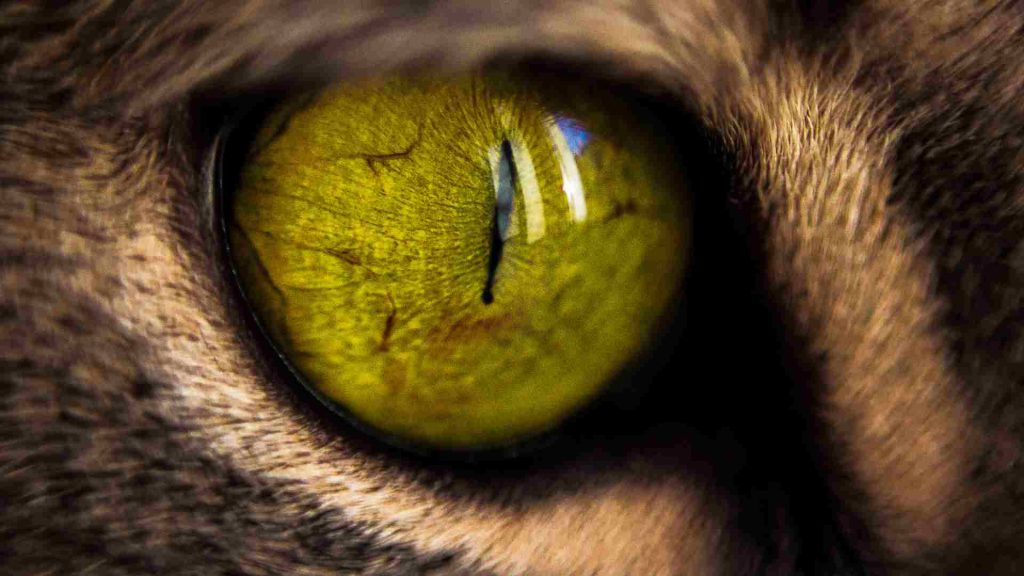 Yeşil gözlü bir kedinin yakın çekimi
