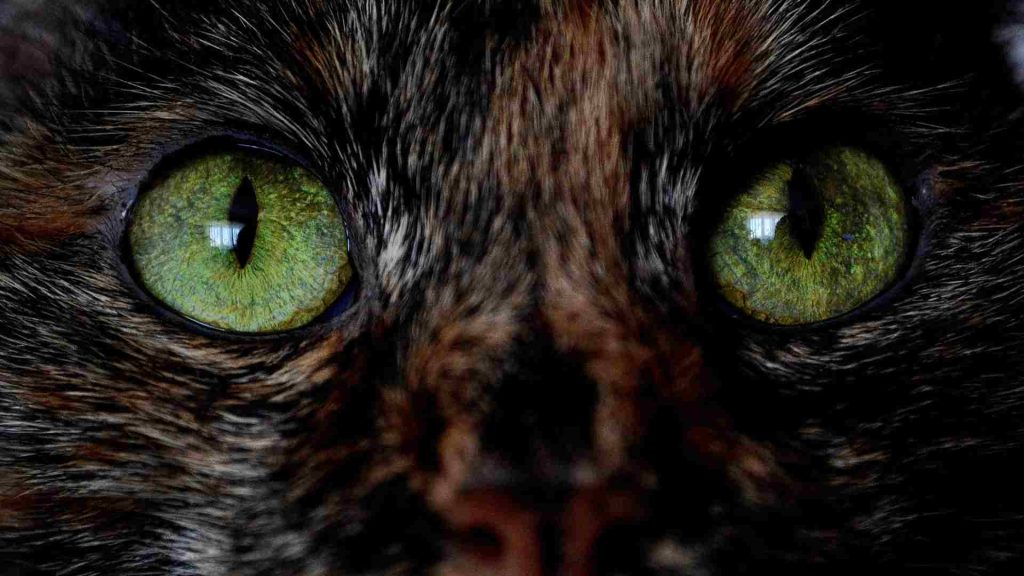 yeşil renge sahip kedi gözleri