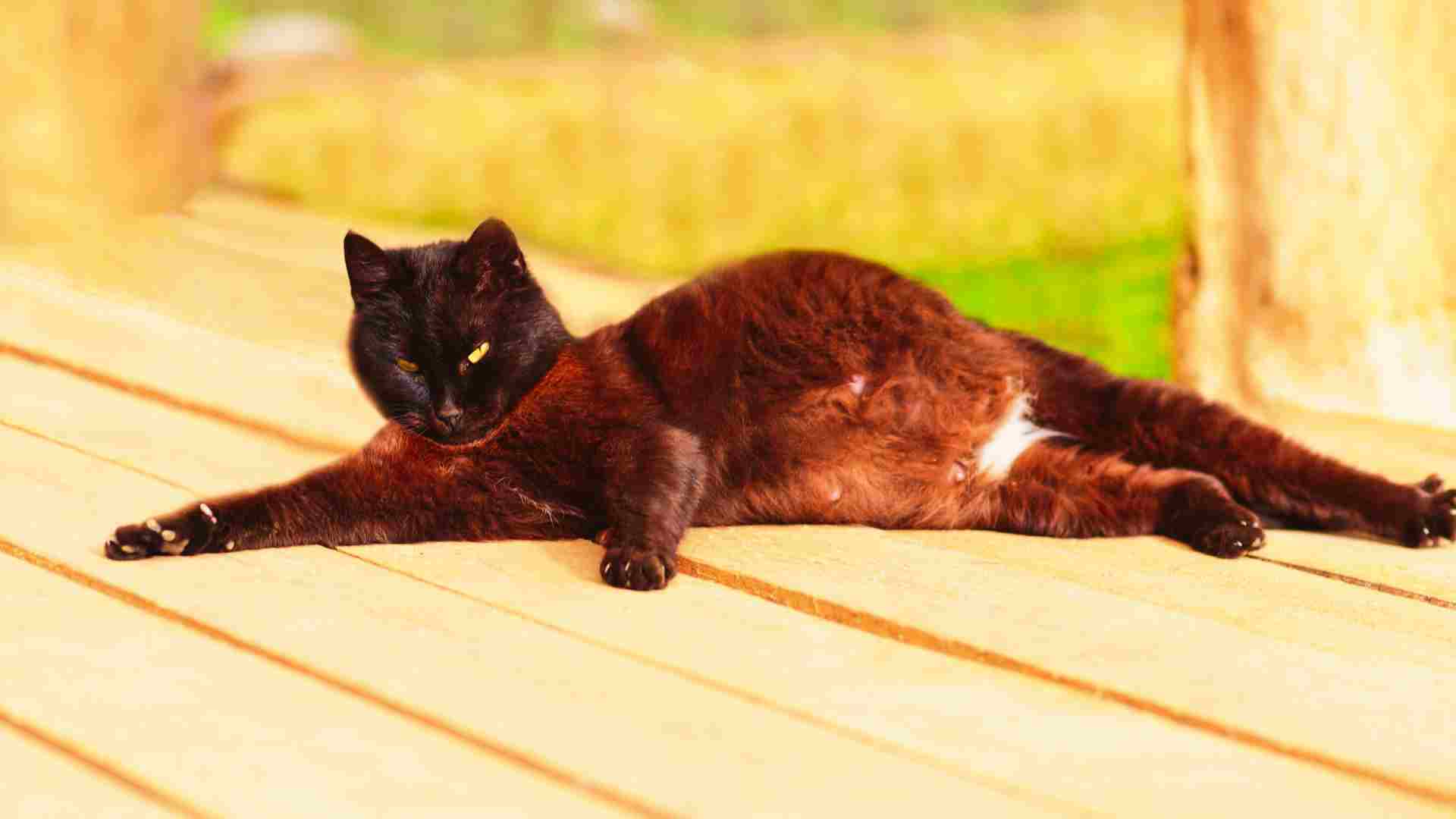 siyah hamile kedi verandada uzanıyor.