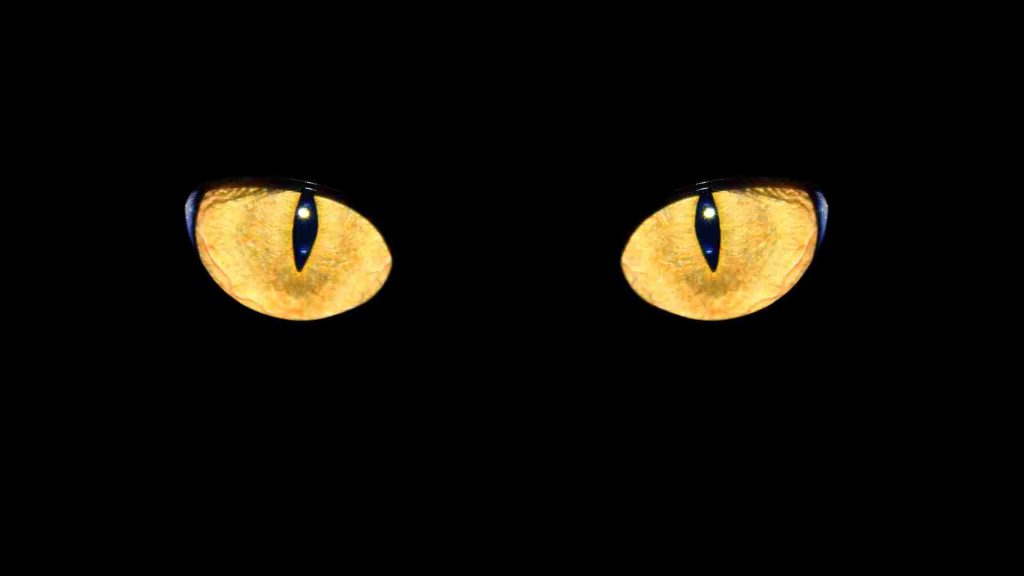 tam karanlıkta bir kedinin gözlerinin parlaması