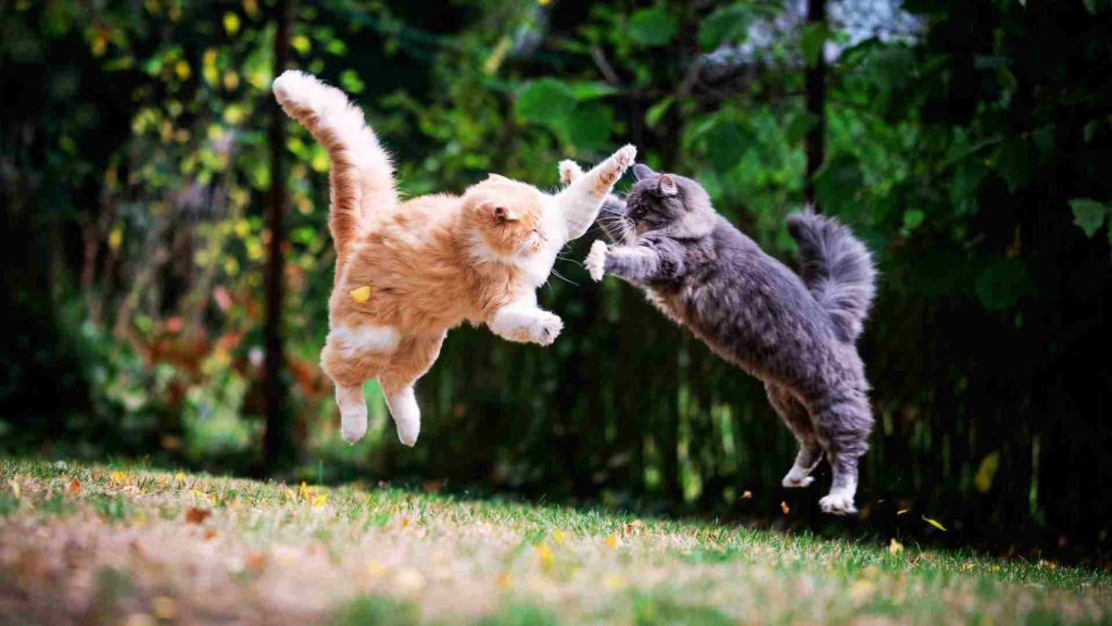 Kediler dişi kedi için kavga ediyor.