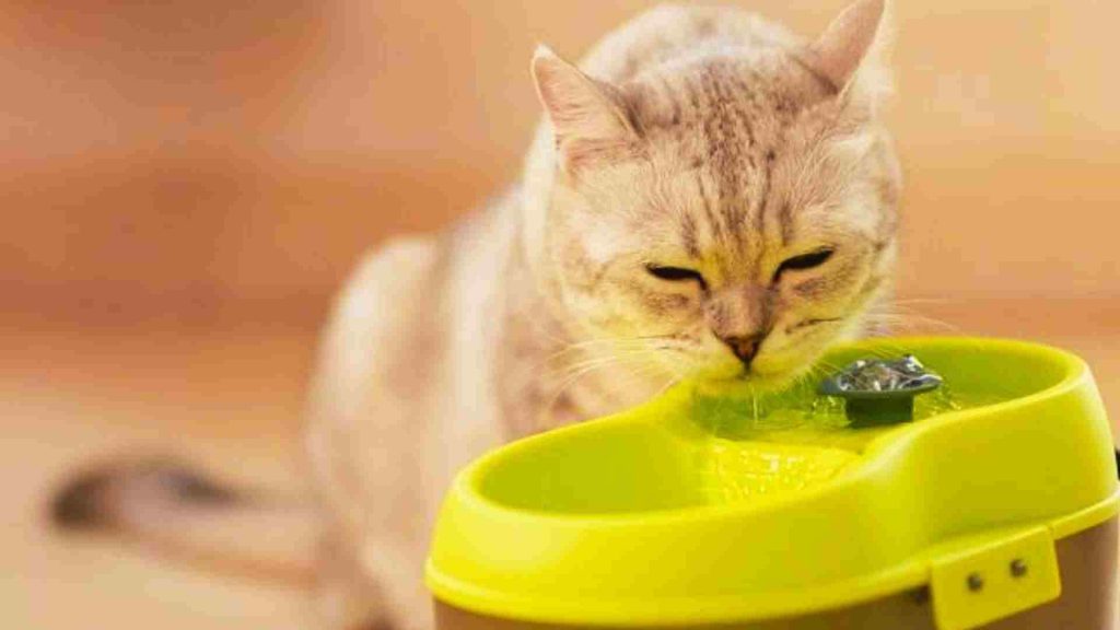 kedi su çeşmesinden su içen bir kedi