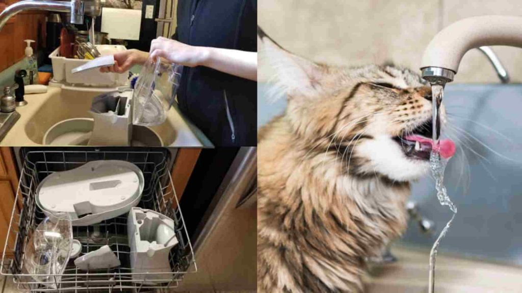 Kedi Su Pınarı neden önemli