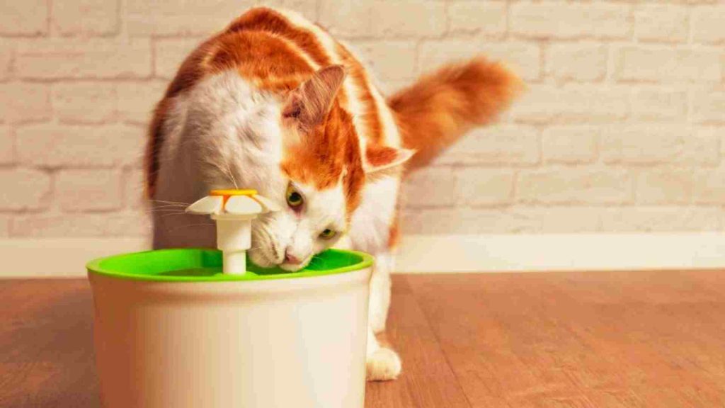 içi yeşil kedi su çeşmesinden su içen turuncu beyaz renkte bir kedi
