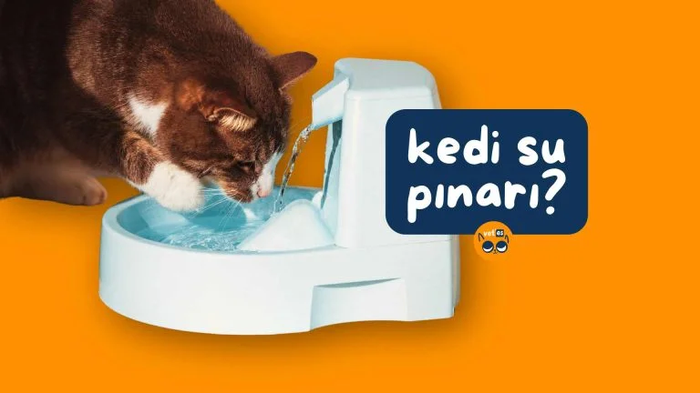 En İyi 5 Kedi Su Pınarı