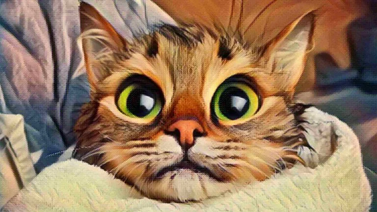 Kediler Gece Nasıl Görür?