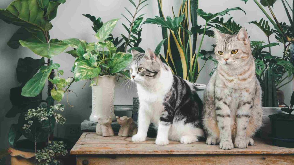 kediler için zararlı bitkiler