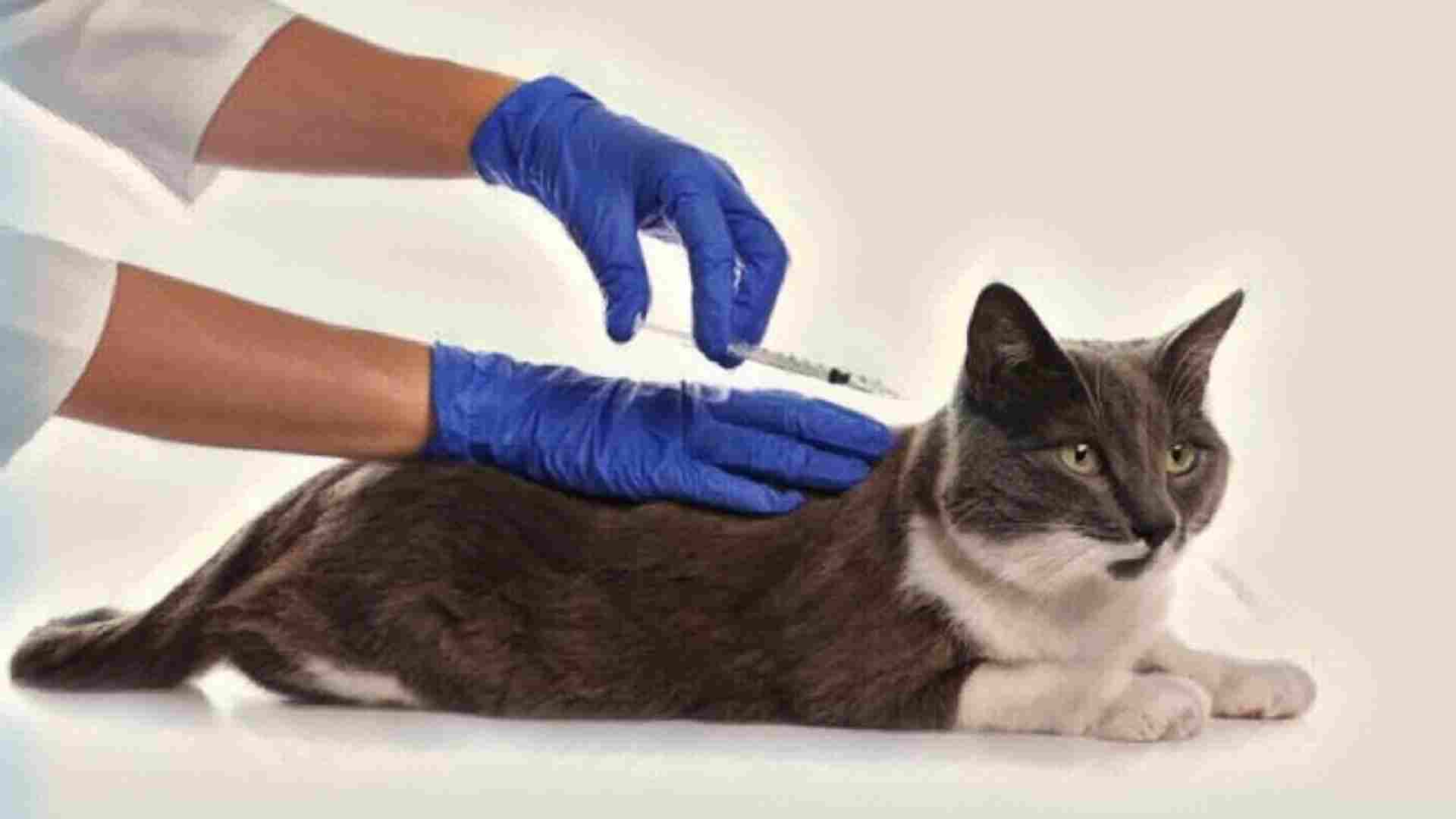 Kedilerde Fibrosarkom Kanseri aşılama yaparken meydana gelebilir