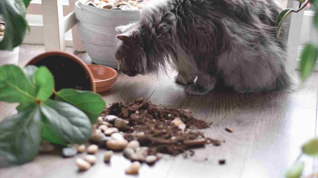 kedili evde hangi bitkiler yetiştirilir?