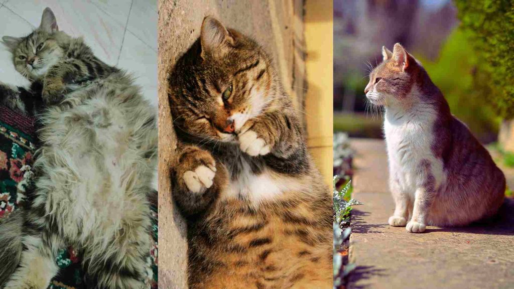 3 adet farklı türde hamile kedi