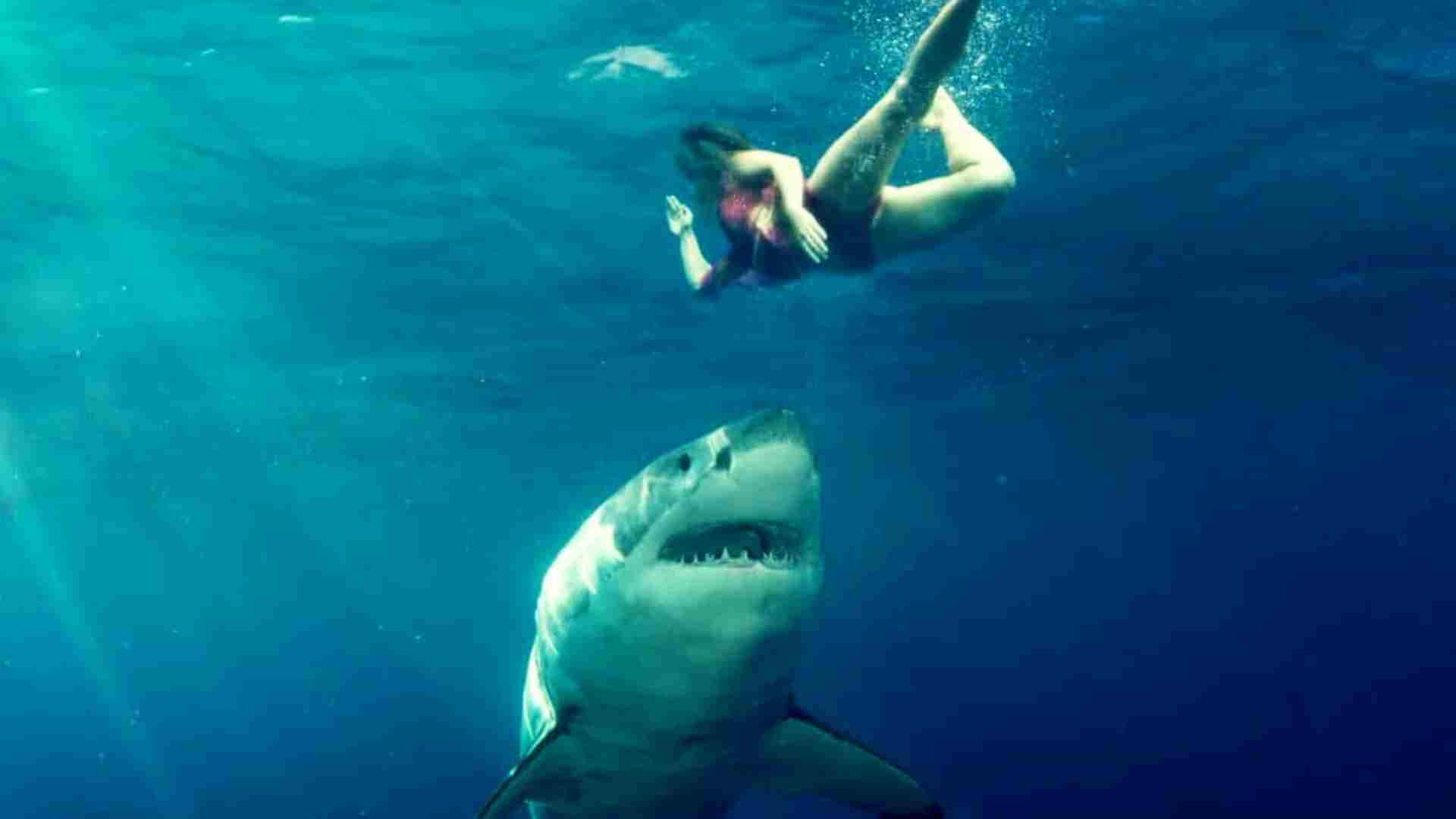 okyanusta yüzen bir kadına doğru alttan yaklaşan boğa köpek balığı