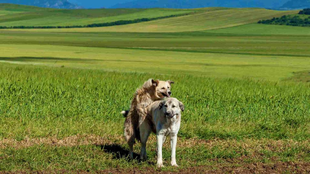 Yeşillik bir alanda iki köpek çiftleşmeye çalışırken