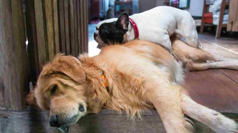 Köpek Çiftleştirme Nasıl Oluyor? 14 Köpek Çiftleştirme Nasıl Oluyor?