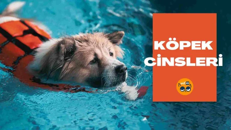 Köpek Cinsleri – Köpek Türleri ve Özellikleri