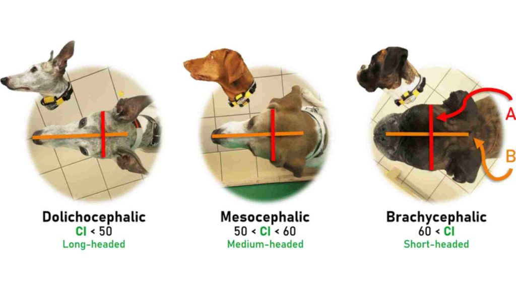 farklı köpek ırklarının kafa yapılarına göre sınıflandırılmasını anlatan infografik