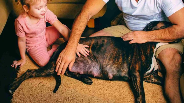 Köpekler Kaç Ayda Doğurur?