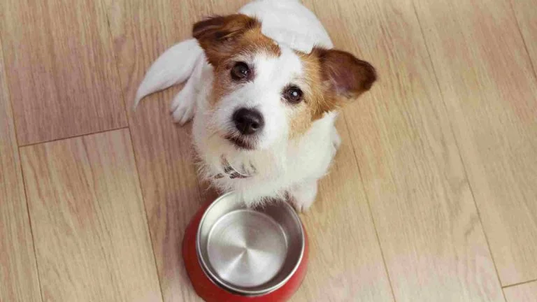 Köpekler Kaç Gün Aç Kalabilir?