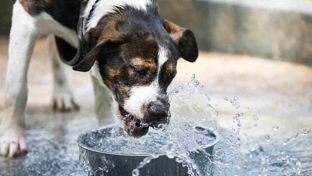 Su içen bir köpek