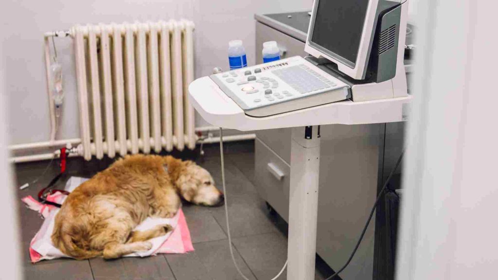 böbrek sorunları nedeniyle veterinere götürülmüş bir köpek