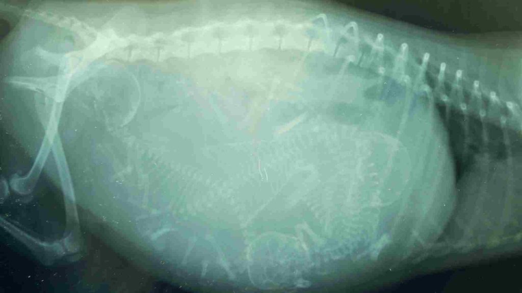 Hamile bir köpeğin yavrularının göründüğü ultrason görüntüsü