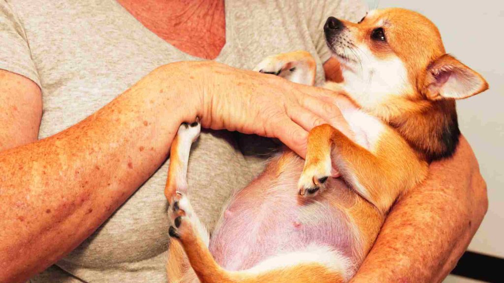 Hamile bir köpeğe sahibi şefkat gösteriyor