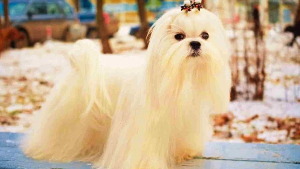 kafasında toka olan Maltese köpeği