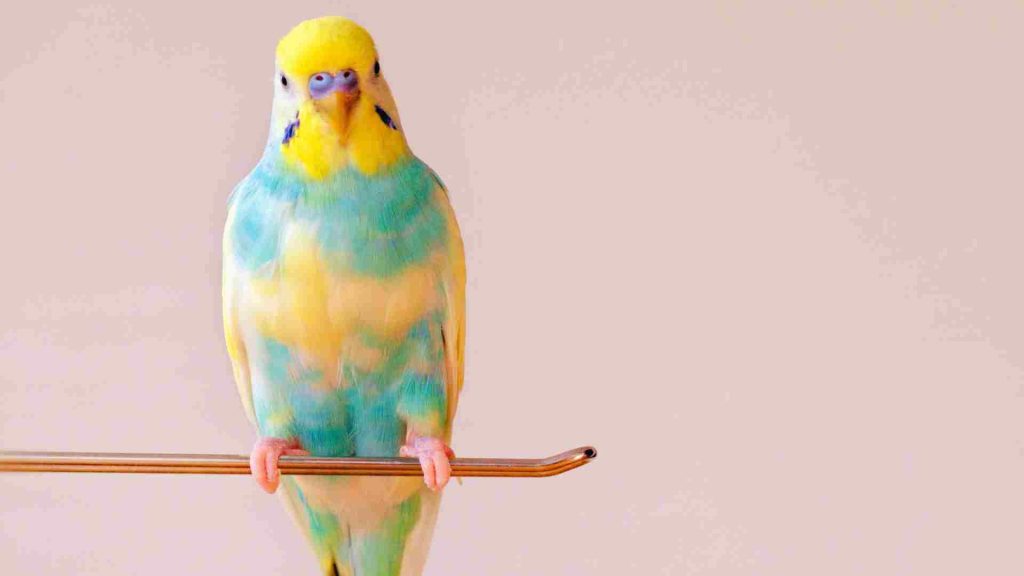 sarı mavi renklerde metal bir çubuk üzerindeki muhabbet kuşu