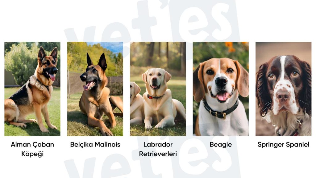 Narkotik Köpekleri Uyuşturucu Bağımlısı Mı? 5 narkotik köpek cinsleri ve türleri