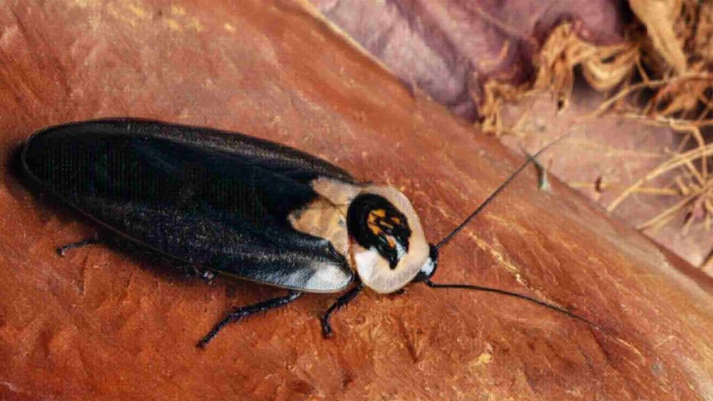 Ölüm kafa hamam böceği