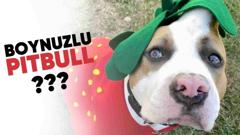 Ötenaziden Kurtulan Köpek: Çilek 25 Ötenaziden Kurtulan Köpek: Çilek